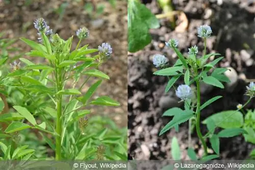 Fekete lóhere Trigonella caerulea