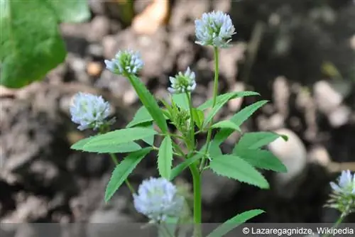 Trifoglio nero, Trigonella caerulea - consigli per la coltivazione