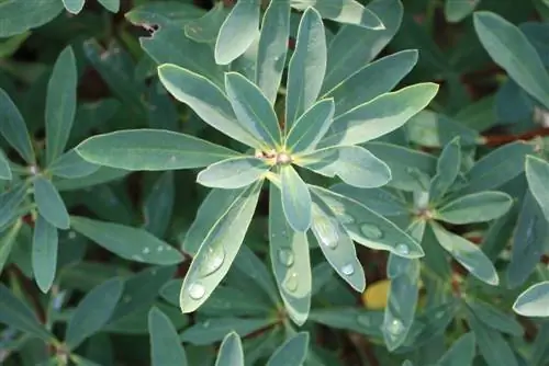 Todellinen daphne - Daphne mezereum - myrkyllinen