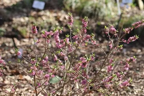 daphne halisi - Daphne mezereum