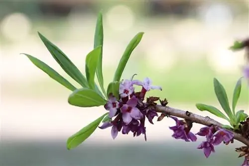 Daphne - stell, skjæring og forplantning