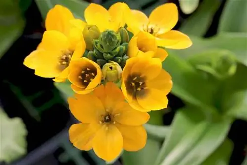 Estrella Lletosa - Ornithogalum