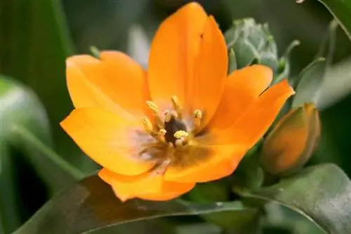 Sütlü Yıldız - Ornithogalum