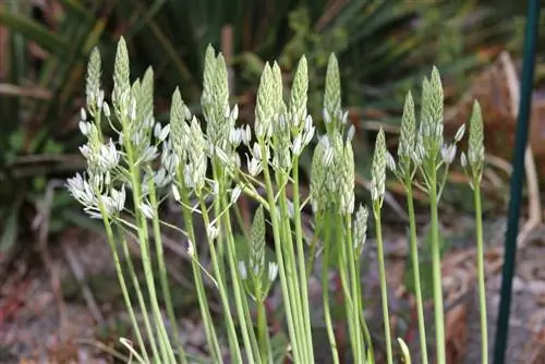 Сенниконосна млечна звезда, Ornithogalum umbellatum - грижи