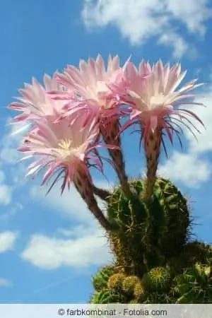 Echinopsis