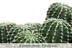 Echinopsis kaktusları - növlər/çeşidlər və qulluq üçün göstərişlər