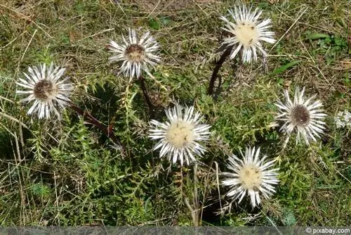 Mbigili wa fedha - Carlina acaulis