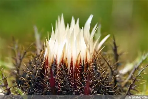 Gümüş devedikeni - Carlina acaulis