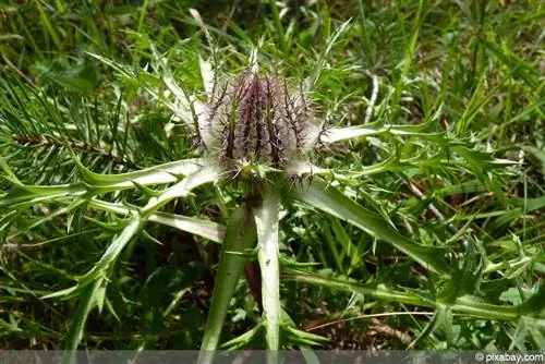 Tanaman thistle perak, Carlina acaulis - tips perawatan