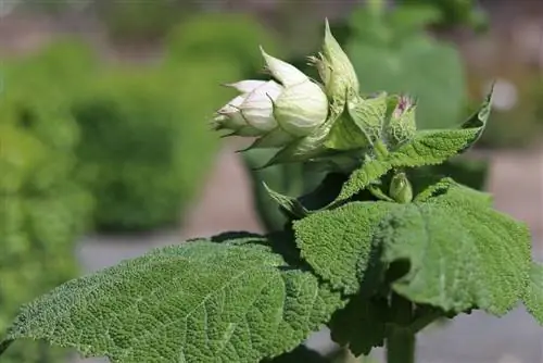 Sálvia esclareia Salvia sclarea