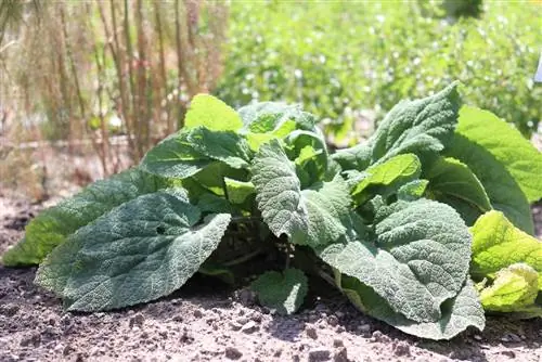 Clary adaçayı Salvia sclarea