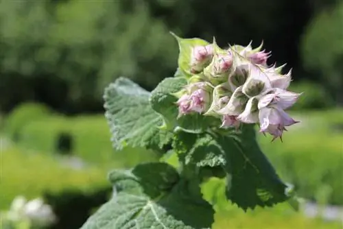 مریم گلی Clary Salvia sclarea