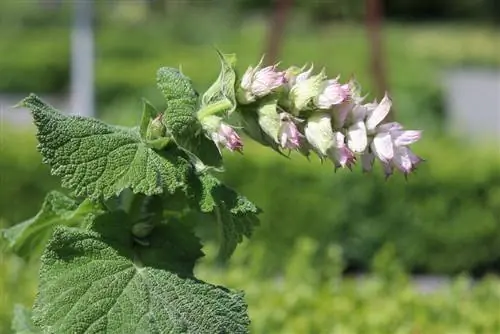 Шалфей шалфей, Salvia sclerea - советы по уходу