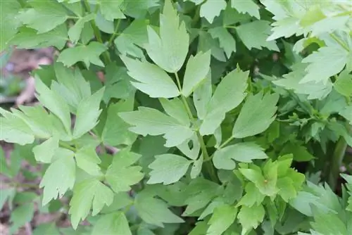 lovage