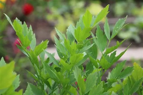 Sajenje lovage, maggi herb - gojenje, nega in žetev