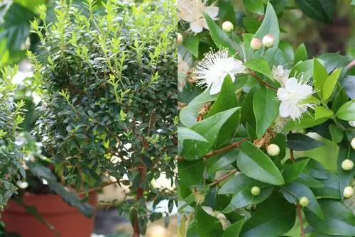 Myrta – Myrtus communis