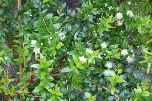 Mirta e nuses - Myrtus communis