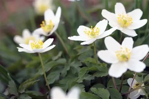 Anemone, hvid anemone - Plante- og plejetips