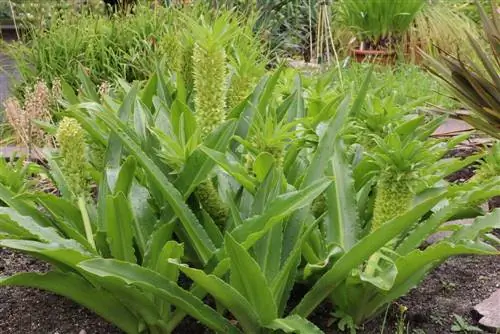 Giglio crestato - Fiore di ananas - Giglio di ananas - Eucomis