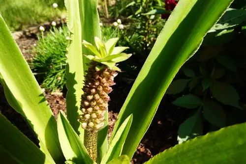 Giglio crestato - Fiore di ananas - Giglio di ananas - Eucomis