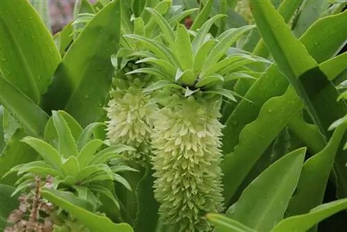 Giglio crestato, fiore di ananas, giglio di ananas – cura e svernamento