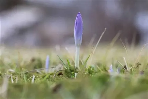 Crocuses në vjeshtë - crocus i mrekullueshëm vjeshte, crocus shafran - kujdes