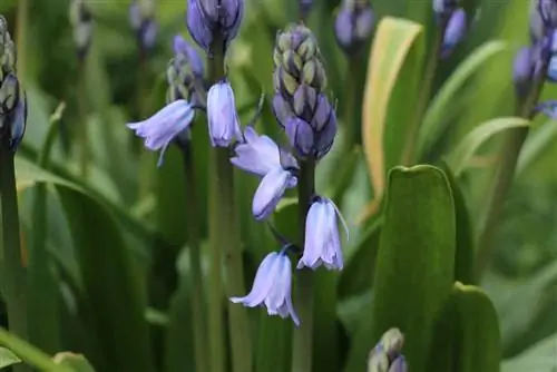 Harebells - ሃይኪንቶይድስ