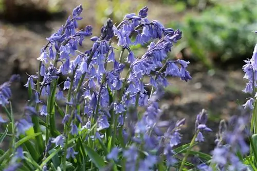 Испански звънец, Hyacinthoides hispanica - съвети за грижа