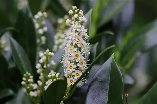 ალუბლის დაფნის ალუბალი - Prunus laurocerasus