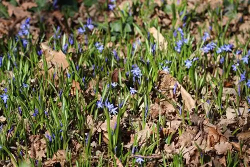 Squill: cuidar la floració primerenca