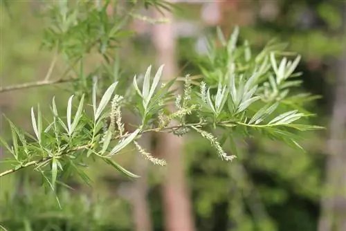 Riet, wilgerboom - profiel, plant en sny