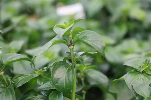 Erva cogumelo, Rungia klossii - plantio e cuidados no vaso