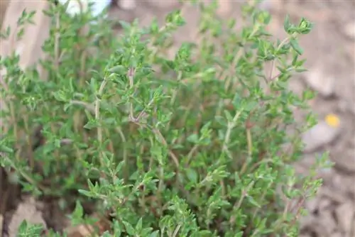 Planting herbs thyme