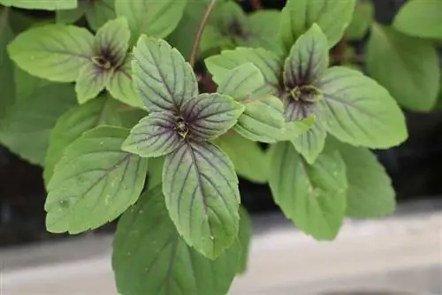 Shrub basil