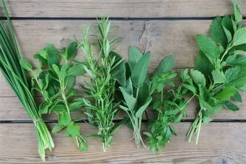 Herbs and spices - what's the difference?