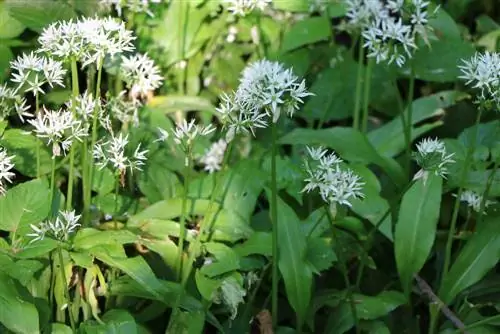 Locaties schaduwrijke wilde knoflook