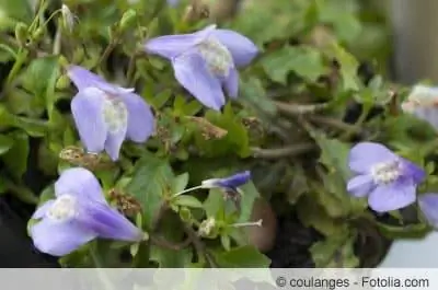 Lipmouth, Mazus reptans - petua penjagaan