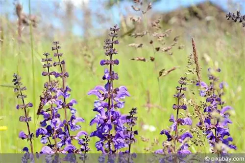 Meadow sage - wasifu na vidokezo vya utunzaji