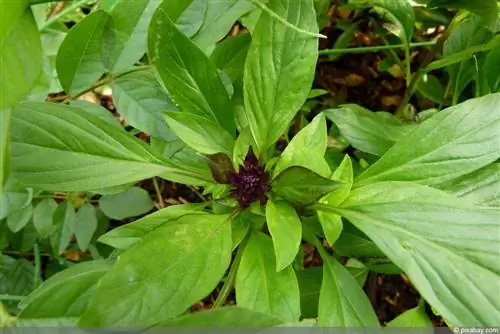 Thai basil - location, care and harvest