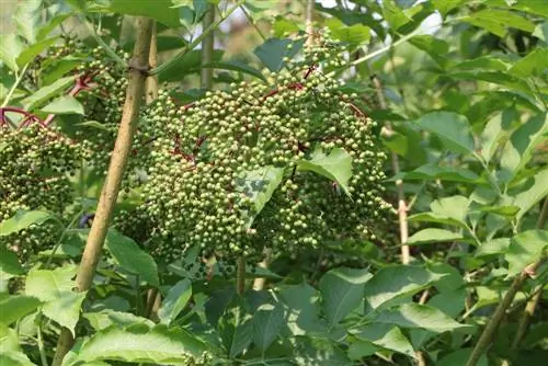 Black elderberries - profile, plants and care