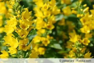 Felbrich, loosestrife, kollane loosestrife - hooldus