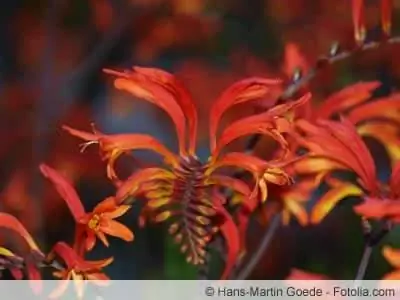 Montbretie, Crocosmia - ที่ตั้ง, พืช & การดูแลรักษา