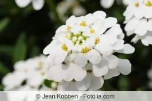 Pob zeb alyssum, Aurinia saxatilis - Care & Txiav