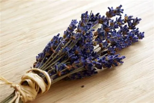 lavanda