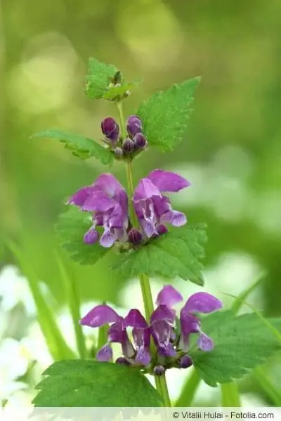 Deadnettle