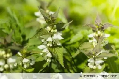 Deadnettle