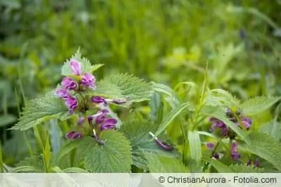 Deadnettle