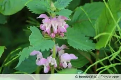 Deadnettle