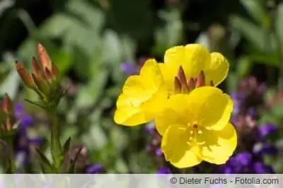 Natlys blomster