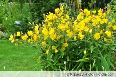 Evening primrose - putih, merah jambu dan kuning - lokasi dan penjagaan